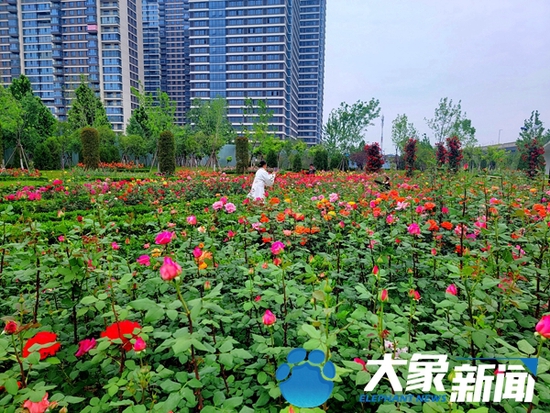 郑州街头繁花绽放,一团团、一簇簇月季花把绿城点缀得分外美丽