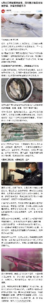 长江鲟遭非法捕捞 嫌疑人:共补货10条吃了3条